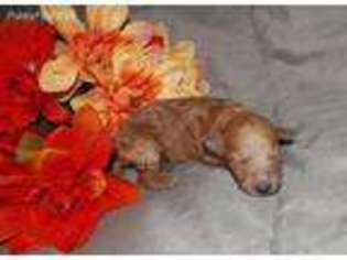 Mutt Puppy for sale in Buckingham, VA, USA