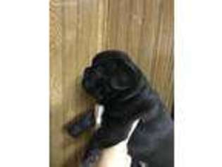 French Bulldog Puppy for sale in Aurora, IL, USA