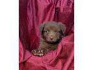 Miniature Australian Shepherd Puppy for sale in Webster, FL, USA