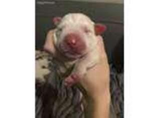 Dogo Argentino Puppy for sale in West Bloomfield, MI, USA
