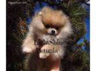 Pomeranian Puppy for sale in Rock Tavern, NY, USA