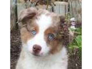 Miniature Australian Shepherd Puppy for sale in Simi Valley, CA, USA
