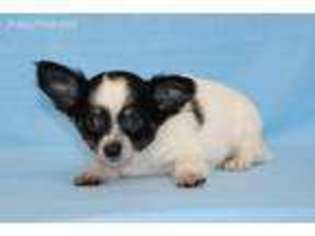 Chihuahua Puppy for sale in Eden Valley, MN, USA