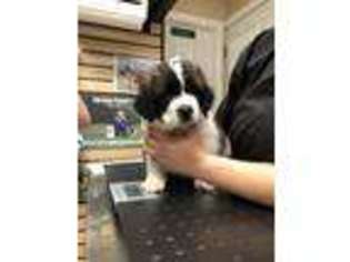 Saint Bernard Puppy for sale in Massapequa Park, NY, USA