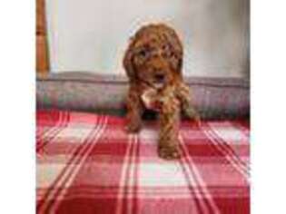 Cavapoo Puppy for sale in Albert Lea, MN, USA