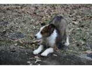 Shetland Sheepdog Puppy for sale in Augusta, GA, USA