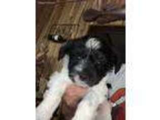 Havanese Puppy for sale in CRYSTAL RIVER, FL, USA