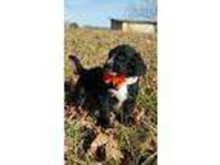 Mutt Puppy for sale in Maryville, TN, USA