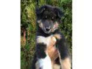 Shetland Sheepdog Puppy for sale in Oakley, CA, USA