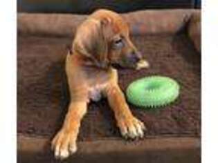 Rhodesian Ridgeback Puppy for sale in Apache Junction, AZ, USA