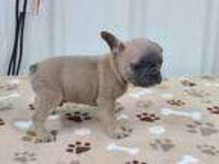 French Bulldog Puppy for sale in Mitchell, IN, USA