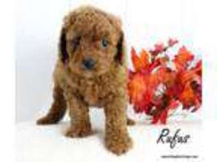 Cavapoo Puppy for sale in Carthage, MO, USA