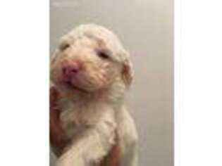 Mutt Puppy for sale in Laurel Fork, VA, USA