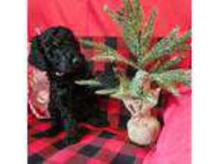 Goldendoodle Puppy for sale in Scarbro, WV, USA