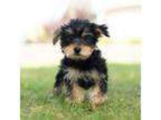 Yorkshire Terrier Puppy for sale in Warsaw, IN, USA