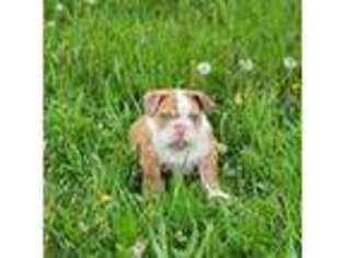 Bulldog Puppy for sale in Kimbolton, OH, USA