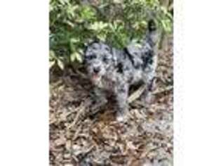 Mutt Puppy for sale in Pinellas Park, FL, USA