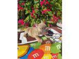 Medium Photo #1 French Bulldog Puppy For Sale in Miami, FL, USA