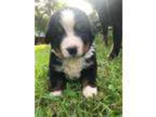 Bernese Mountain Dog Puppy for sale in Mannsville, NY, USA
