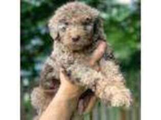 Goldendoodle Puppy for sale in Lewis Center, OH, USA