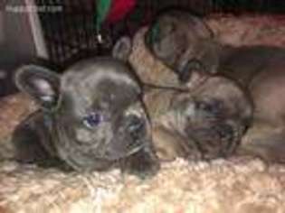 French Bulldog Puppy for sale in Victor, MT, USA