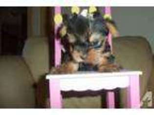 Yorkshire Terrier Puppy for sale in FLEMING, CO, USA
