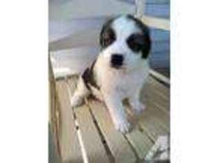 Saint Bernard Puppy for sale in RED BOILING SPRINGS, TN, USA