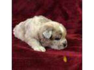 Chow Chow Puppy for sale in Jamaica, NY, USA
