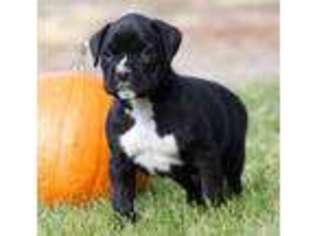 Boxer Puppy for sale in Bend, OR, USA