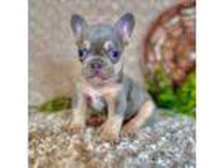 French Bulldog Puppy for sale in Grabill, IN, USA