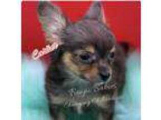 Chihuahua Puppy for sale in Beaumont, TX, USA