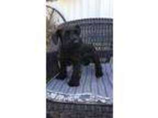 Mutt Puppy for sale in Hamlet, IN, USA