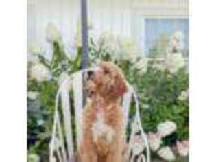 Goldendoodle Puppy for sale in Big Lake, MN, USA