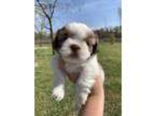 Mutt Puppy for sale in West Columbia, SC, USA