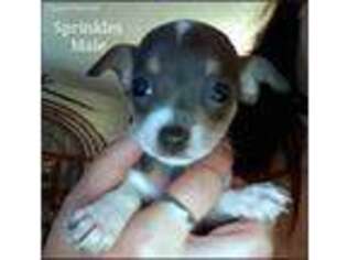Chihuahua Puppy for sale in Newport, NH, USA