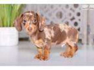 Dachshund Puppy for sale in Columbus, OH, USA