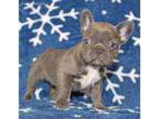 French Bulldog Puppy for sale in Paradise, CA, USA