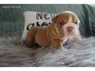 Bulldog Puppy for sale in San Ramon, CA, USA