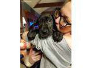 Great Dane Puppy for sale in Blackstone, MA, USA