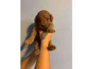 Goldendoodle Puppy for sale in Marengo, IN, USA
