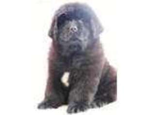 Newfoundland Puppy for sale in Indianapolis, IN, USA