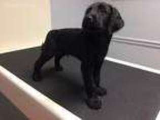 Labradoodle Puppy for sale in Winston Salem, NC, USA