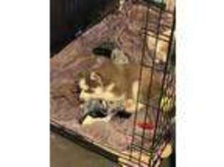 Siberian Husky Puppy for sale in Temecula, CA, USA