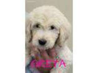 Goldendoodle Puppy for sale in El Paso, IL, USA