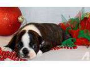Boston Terrier Puppy for sale in LAGRANGE, GA, USA