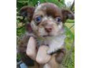 Chihuahua Puppy for sale in Swanton, OH, USA