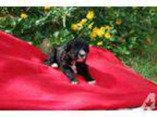 Labradoodle Puppy for sale in NEW BRAUNFELS, TX, USA