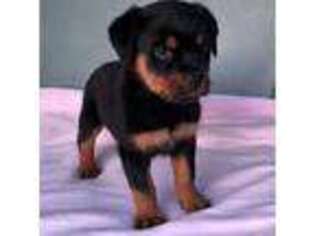 Rottweiler Puppy for sale in Kent, OH, USA