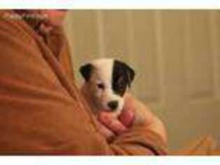 Jack Russell Terrier Puppy for sale in Fort Atkinson, WI, USA