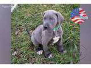 Great Dane Puppy for sale in Elkhorn, WI, USA